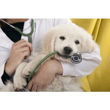 Online Vet Consultation | 24/7 Veterinary Services